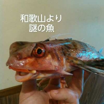 海鮮・魚料理専門店「魚小屋よしき」：2017/06/14(水)の料理写真