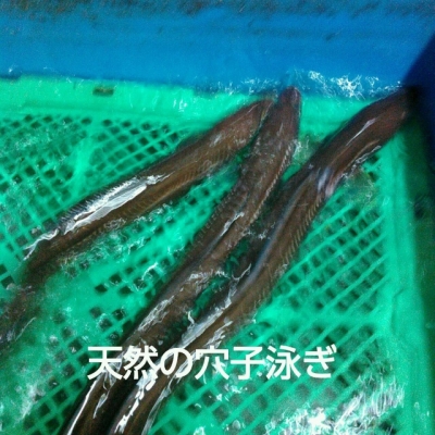 海鮮・魚料理専門店「魚小屋よしき」：2017/06/14(水)の料理写真